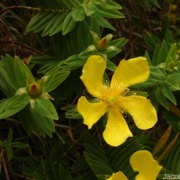 Hypericum mysurense Wall. ex Wight & Arn.